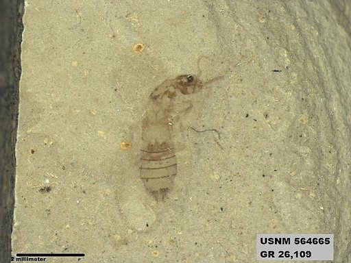 Genus sp
