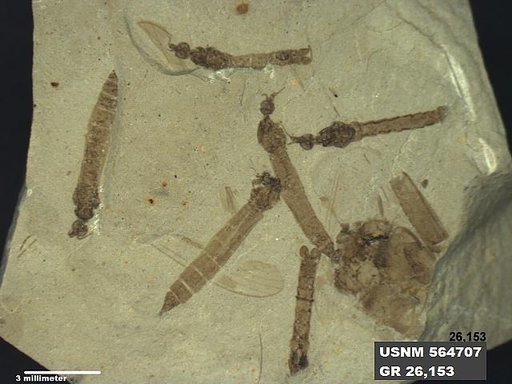 Genus sp