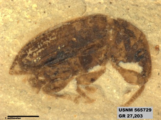 Insecta