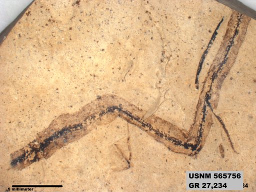 Insecta
