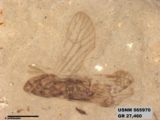 Genus sp
