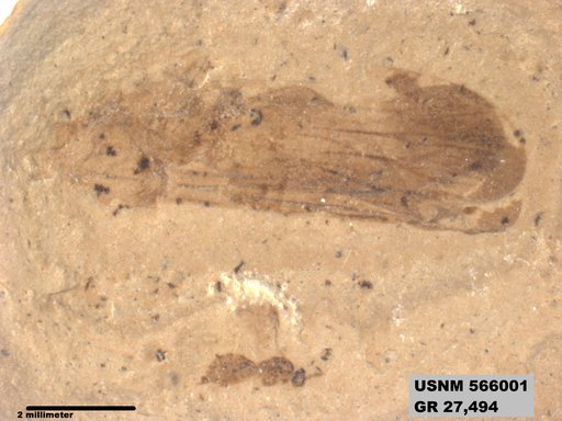 Genus sp
