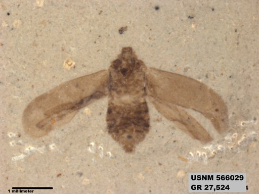 Genus sp