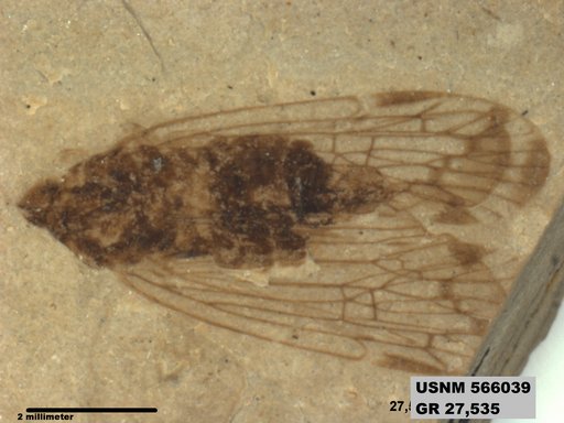 Genus sp