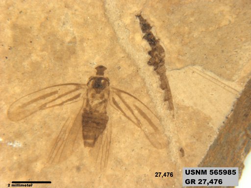 Genus sp