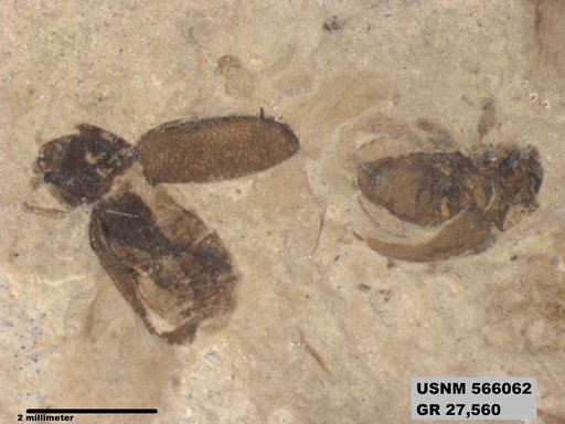 Genus sp
