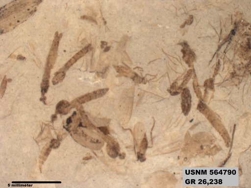 Genus sp