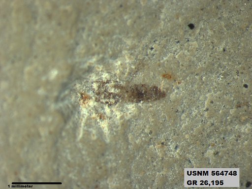 Insecta