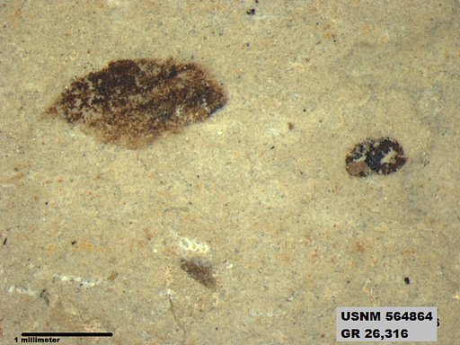 Genus sp