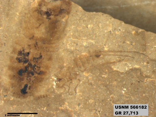 Genus sp