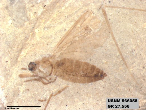 Tipula sp