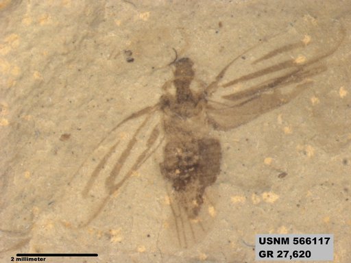 Genus sp