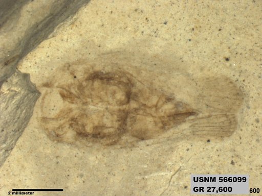Genus sp
