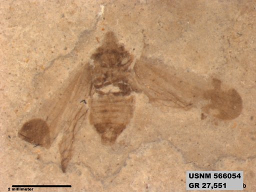 Genus sp