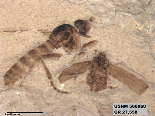 Genus sp