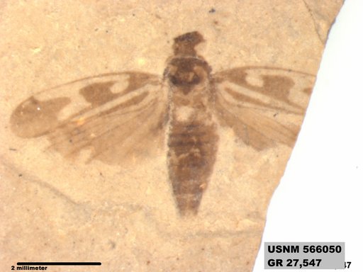 Genus sp