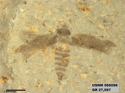 Genus sp