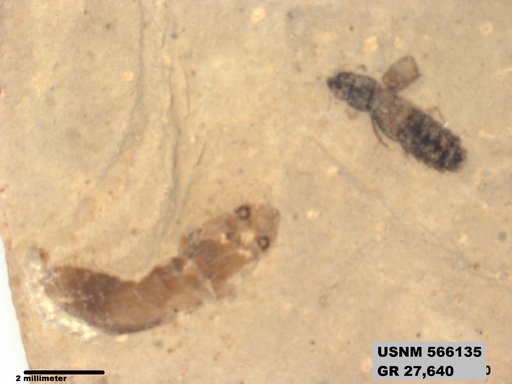 Genus sp