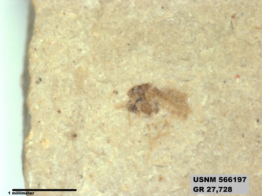 Tipula sp