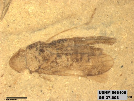 Genus sp