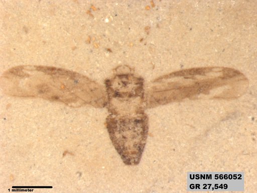 Genus sp