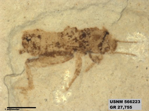 Insecta
