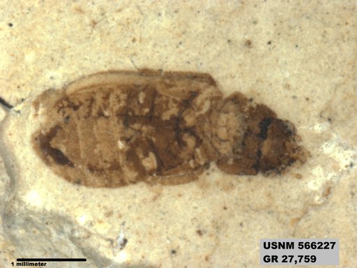 Insecta