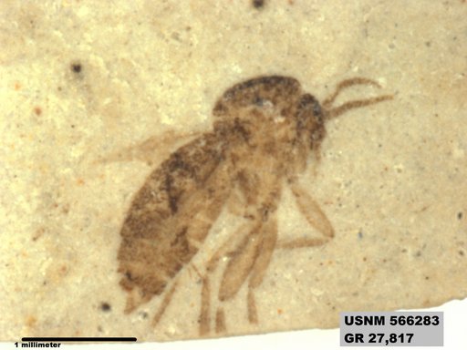 Insecta