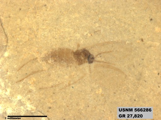 Insecta