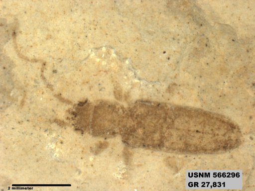 Genus sp
