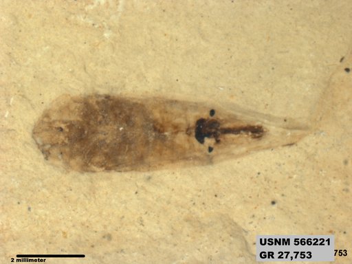 Genus sp