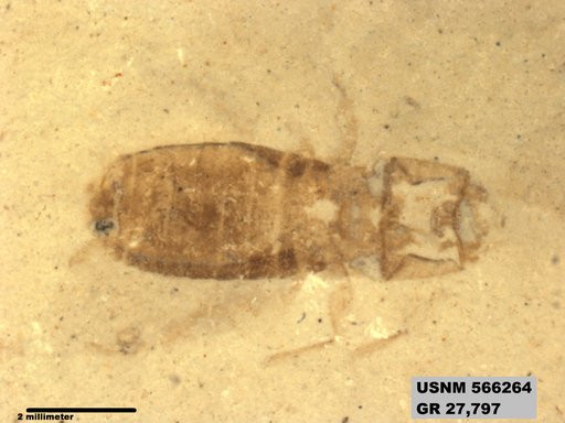 Genus sp