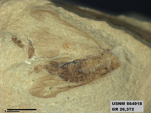Insecta