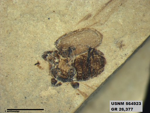 Insecta