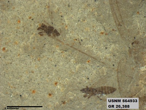 Insecta