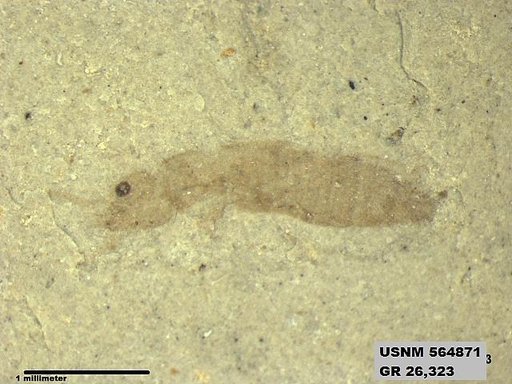 Genus sp