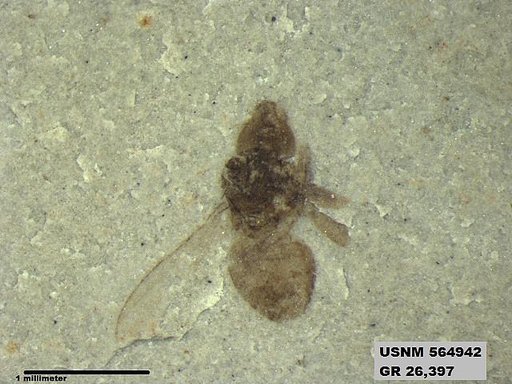 Insecta