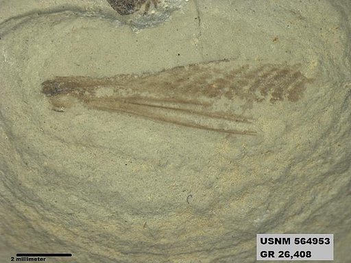 Genus sp