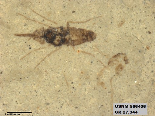 Insecta