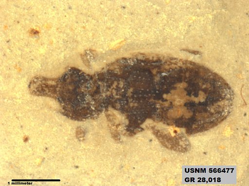 Insecta