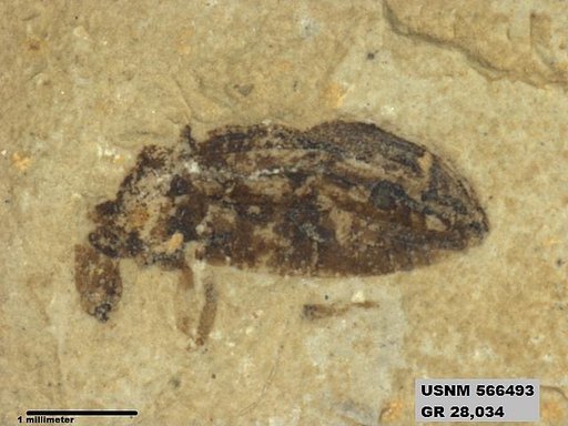 Insecta