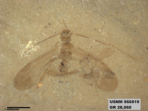 Genus sp