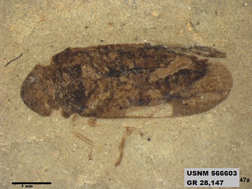 Genus sp