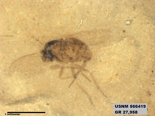 Insecta