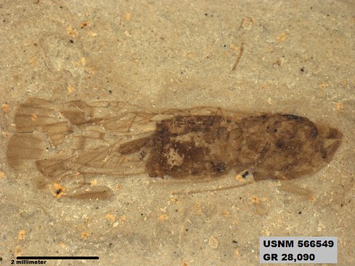 Genus sp