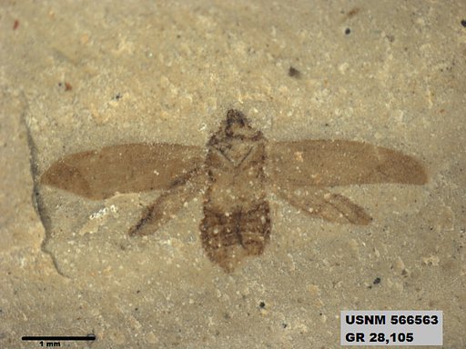 Genus sp