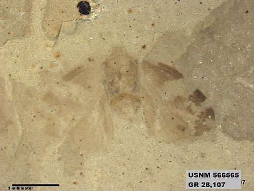 Genus sp