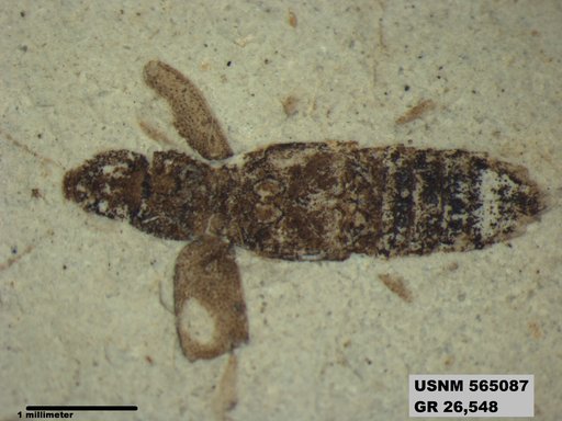 Genus sp