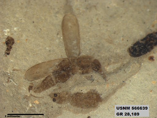 Genus sp