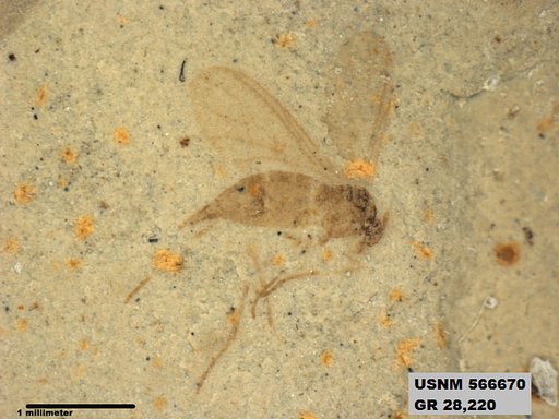 Insecta